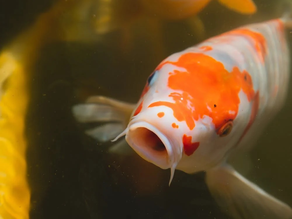 Mengenal Lebih Dekat Ikan Koi Keindahan, Perawatan, dan Arti Simbolis